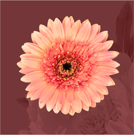 Le restaurant - Le Jardin - restaurant ARCACHON - restaurant arcachon avec terrasse - moulleau arcachon restaurant - bon restaurant ARCACHON