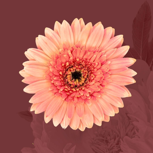 Le Jardin - restaurant ARCACHON - moulleau arcachon restaurant - restaurant arcachon avec terrasse - restauration arcachon